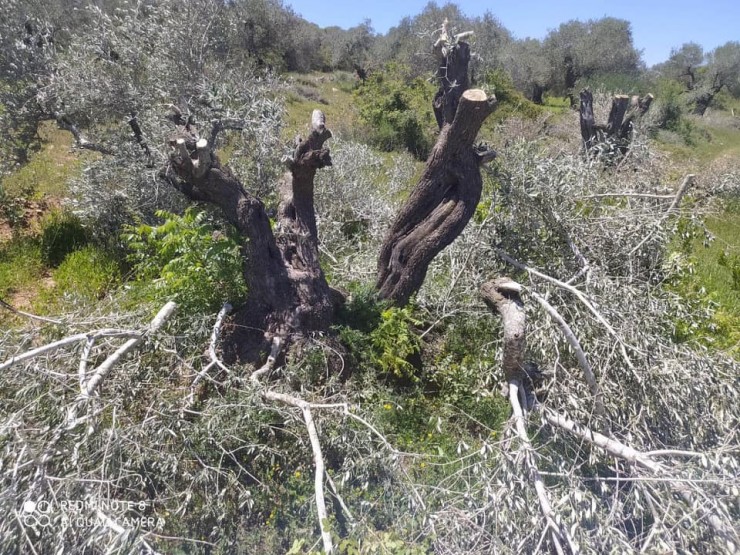 نابلس: مستوطنون يقطعون 160 شجرة زيتون معمرة في قريوت