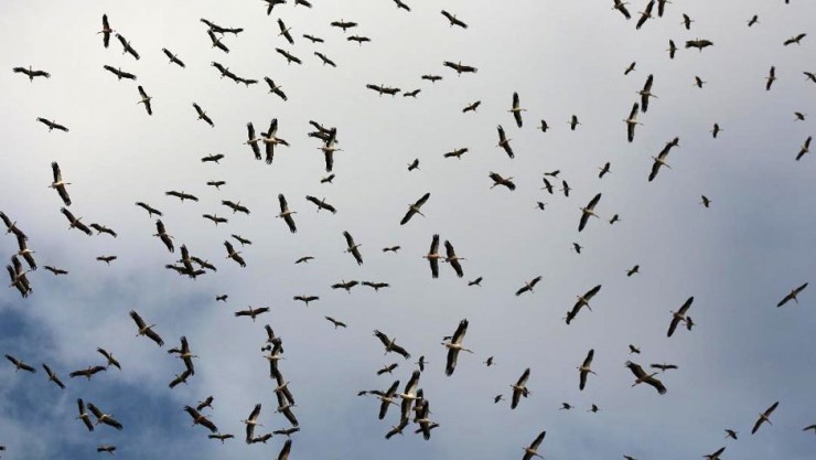 التعليم البيئي يصدر معطيات حول هجرة الطيور الخريفية 