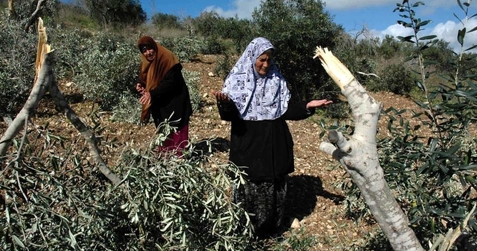 الاحتلال يقتلع عشرات أشجار الزيتون غرب بيت لحم