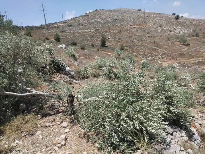 مستوطنون يقطعون 15 شجرة زيتون معمرة جنوب بيت لحم