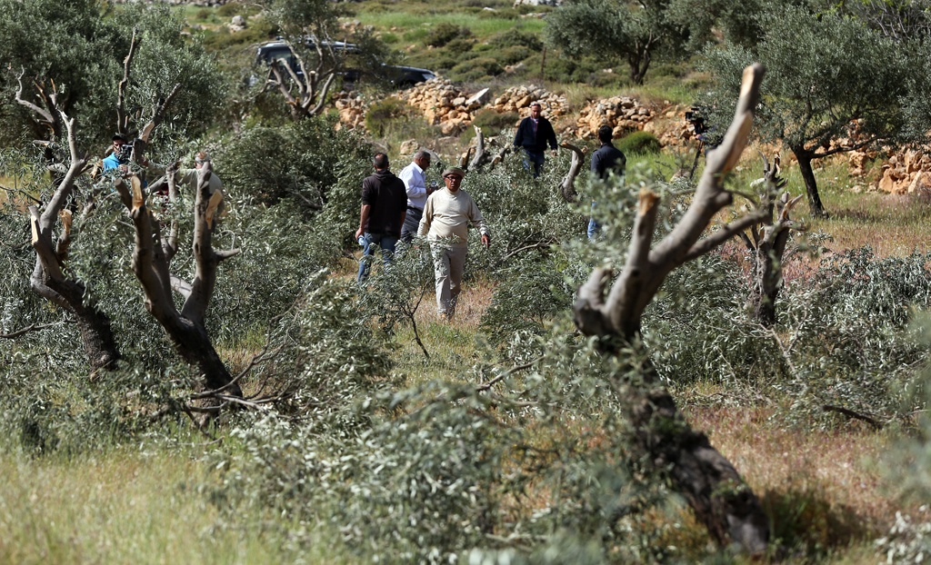 الخليل .. مستوطنون يقطعون 20 شجرة زيتون ويتلفون محاصيل زراعية في مسافر يطا