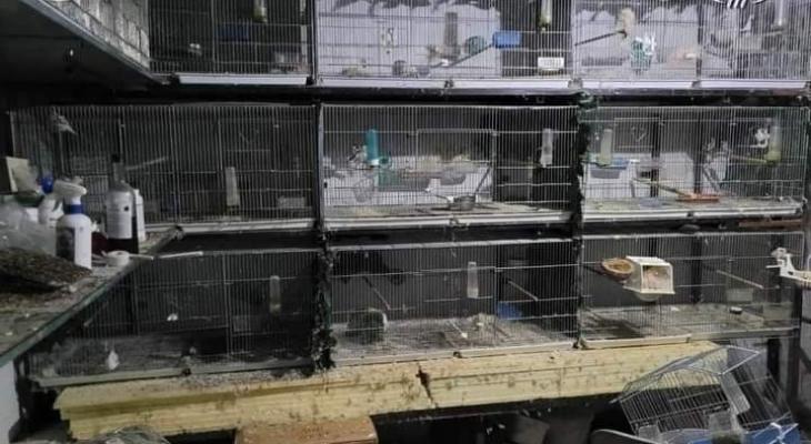 الاحتلال الإسرائيلي يصادر طيورًا من بلدة عناتا في القدس المحتلة