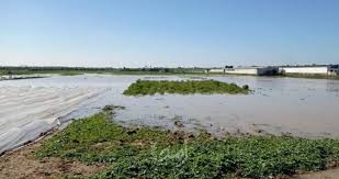 الاحتلال الإسرائيلي يواصل إغراق مئات الدونمات الزراعية بالمياه شرق غزة