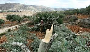 بيت لحم- مستوطنون يقطعون عشرات أشجار الزيتون المعمرة في قرية الجبعة 