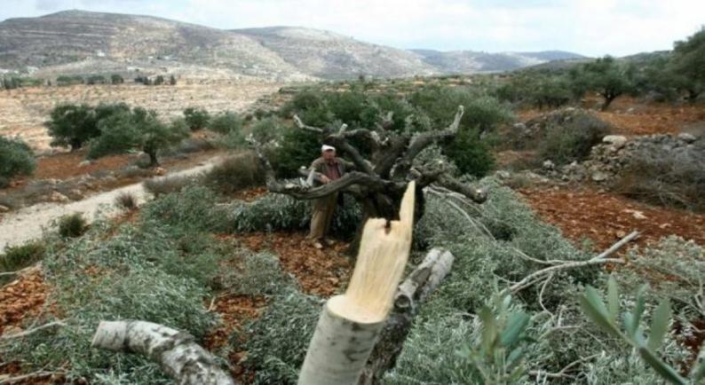 مستوطنون يقتلعون أشجار زيتون ويتلفون شبكة ري في سلفيت