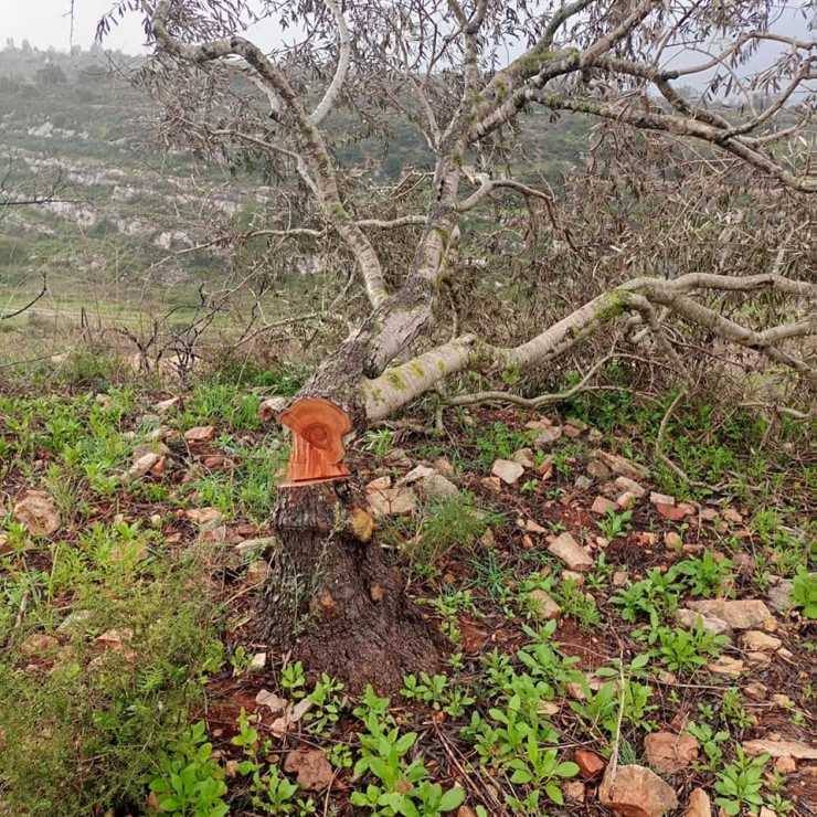 سلفيت: مستوطنون يقطعون 170 شجرة زيتون معمرة في ياسوف والساوية ويغلقون مدخل مردة