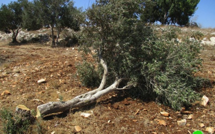 بيت لحم: مستوطنون يقطعون أشجار زيتون من أراضي حوسان