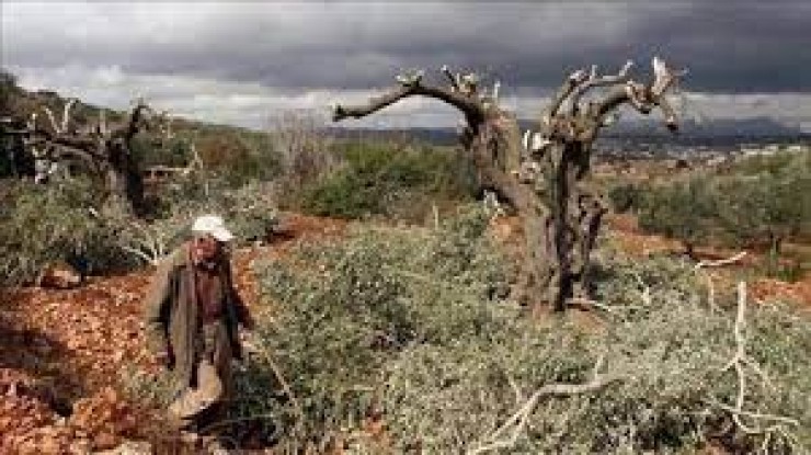 بيت لحم: مستوطنون يقطعون أشتال زيتون من أراضي منطقة خلايل اللوز 