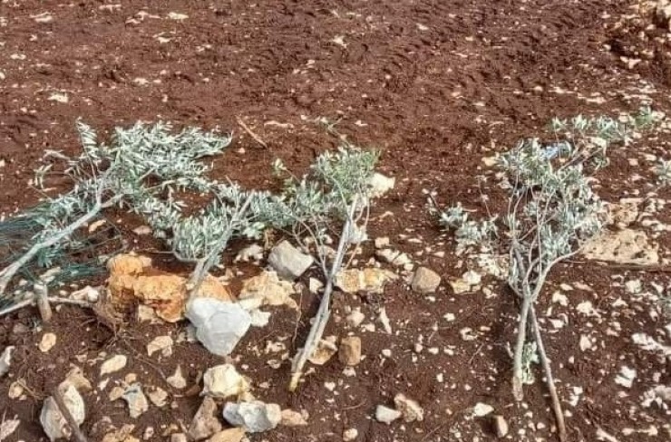 بيت لحم: مستوطنون يقتلعون أشتال زيتون في بلدة الخضر 