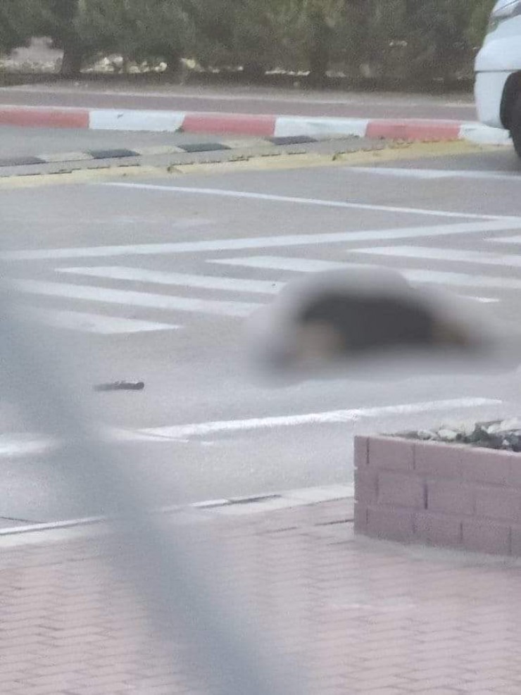 جيش الاحتلال يطلق النار تجاه فتاة إسرائيلية جنوب الخليل