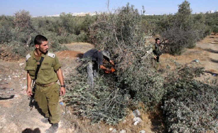 الاحتلال يقتلع 50 شجرة زيتون ويهدم جدارا استناديا في حزما بالقدس