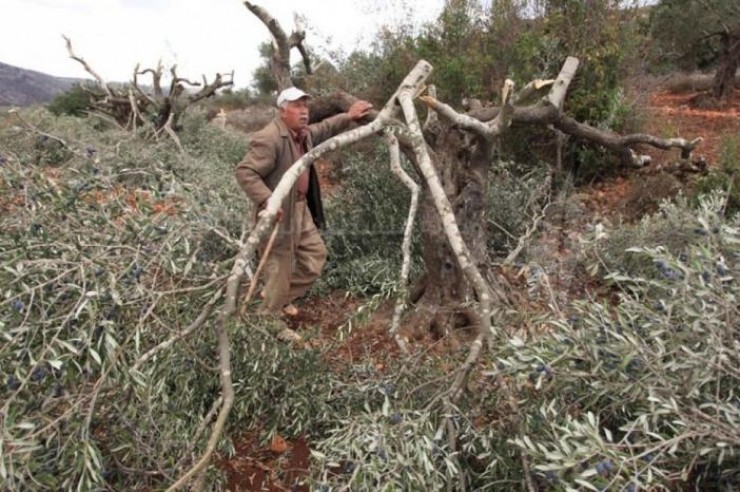 بيت لحم: مستوطنون يقتلعون عشرات أشجار الزيتون المعمّرة ببلدة الخضر