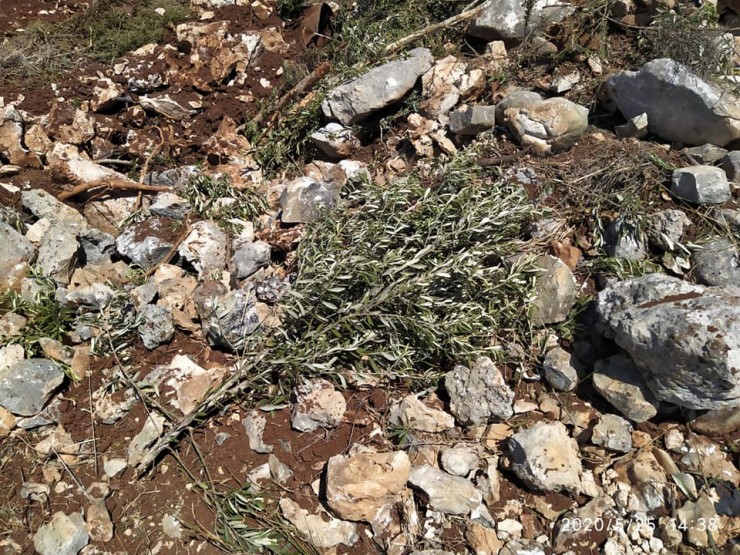 الخليل: مستوطنون يقتلعون 150 شتلة زيتون وأشجارا مثمرة في الظاهرية 