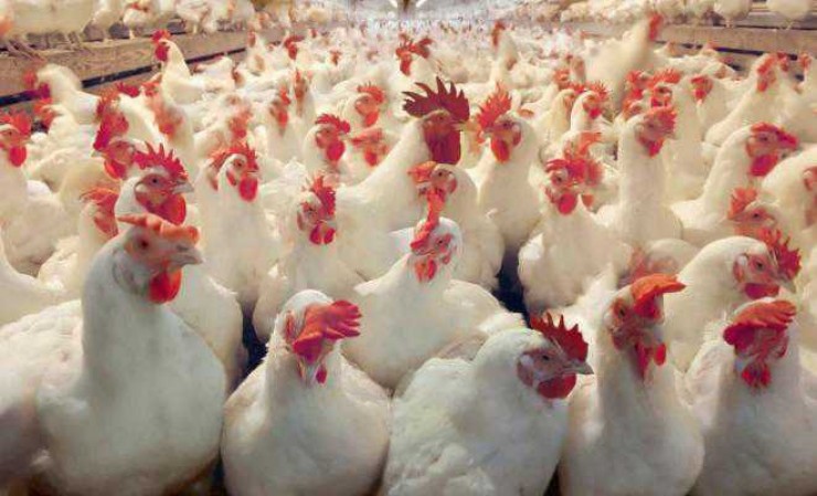 سعر كيلو الدجاج والخضروات في أسواق غزة