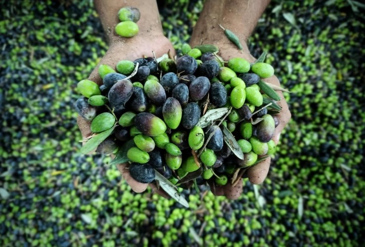 زراعة غزة تكشف كمية إنتاج القطاع من الزيتون هذا الموسم