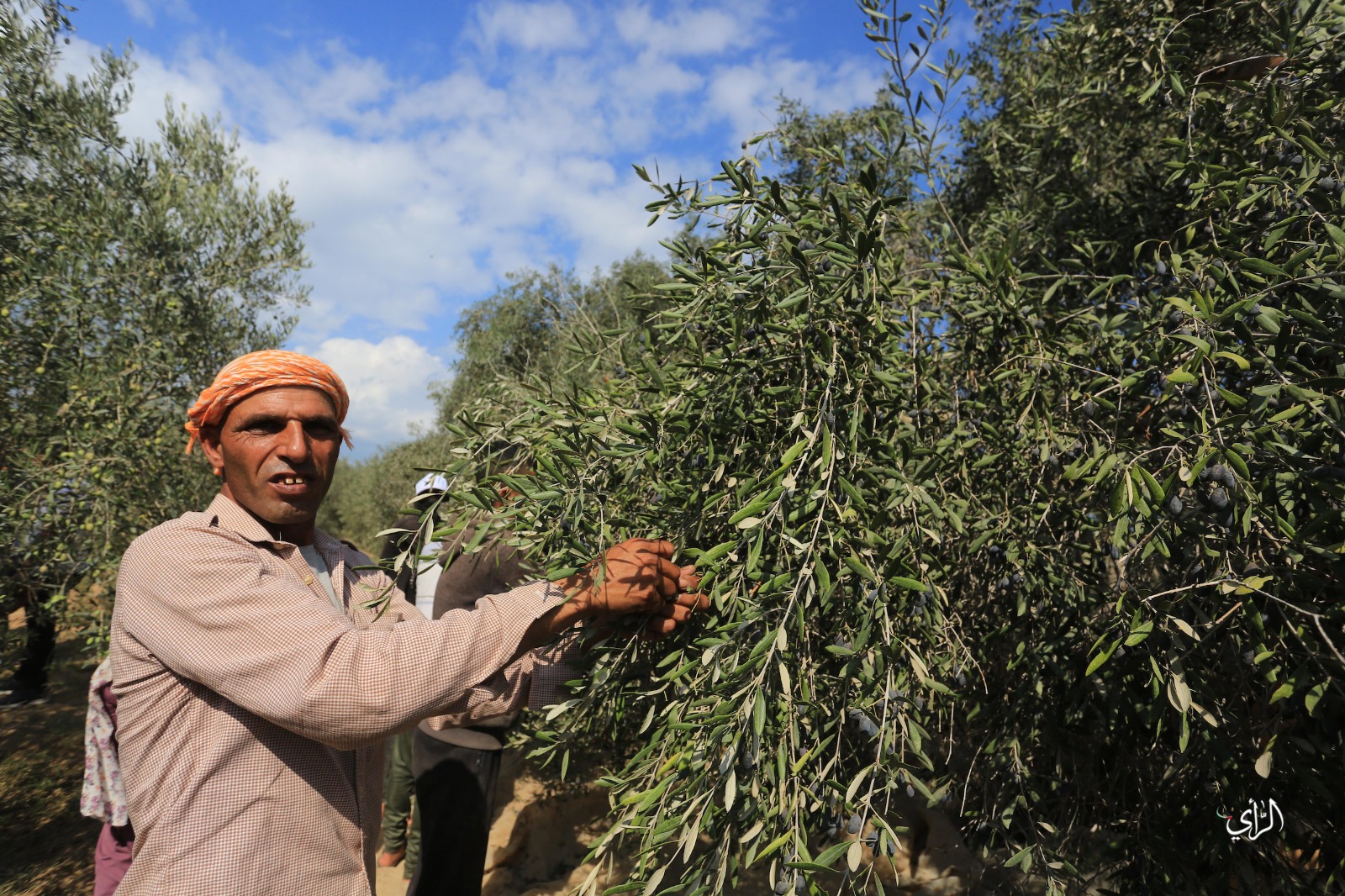 خبير زراعي: غزة تحقق رقمًا قياسيًا لم تشهد له مثيل في إنتاج الزيتون
