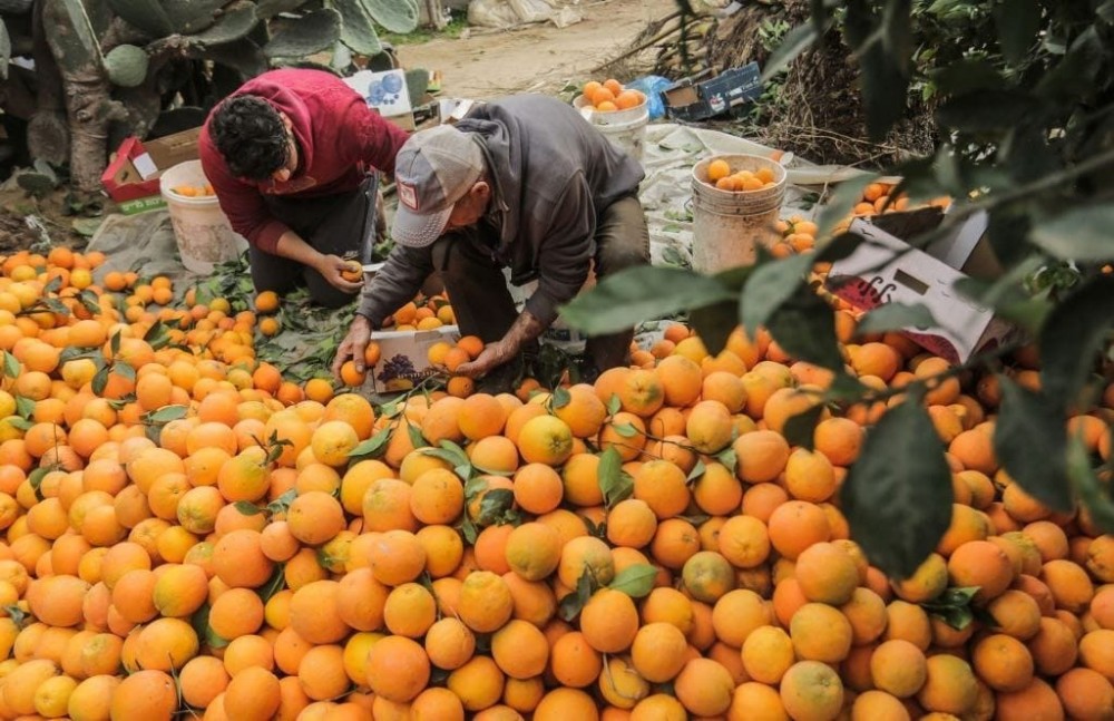 الزراعة بغزة: موسم الحمضيات هذا العام هو الأفضل
