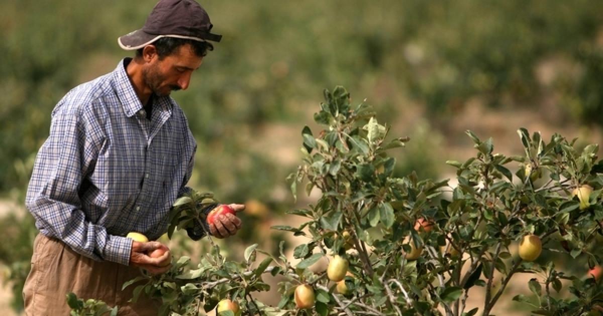 زراعة غزة: لم ندخل مرحلة الخطر بعد 