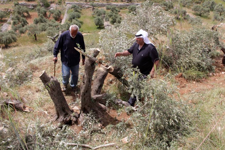 مستوطنون يقطعون عشرات أشجار الزيتون بقرية الولجة في بيت لحم