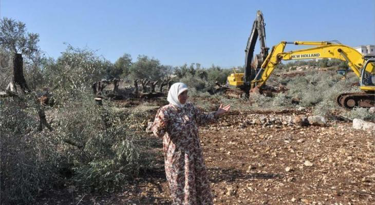 بيت لحم: اقتلاع 50 شجرة زيتون وهدم بركسين في بلدة تقوع