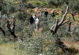 مستوطنون يقتلعون ويكسرون 40 شجرة زيتون في ياسوف و50 شتلة عنب في كفر الديك