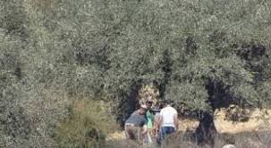 مستوطنون يسرقون ثمار زيتون ومعدات زراعية من أراضي قريوت جنوب نابلس