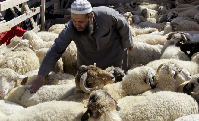 وزارة الزراعة: لحوم الأضاحي متوفرة بأسواق غزة وبأسعار مناسبة