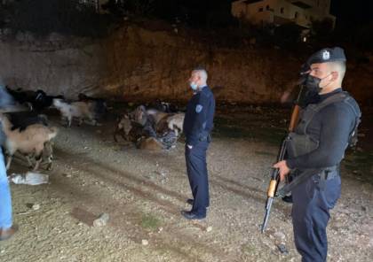 الشرطة الفلسطينية تكشف ملابسات سرقة أغنام في بيت لحم