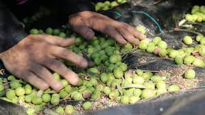 نابلس.. فعالية لمساعدة المزارعين على قطف ثمار الزيتون في بيتا