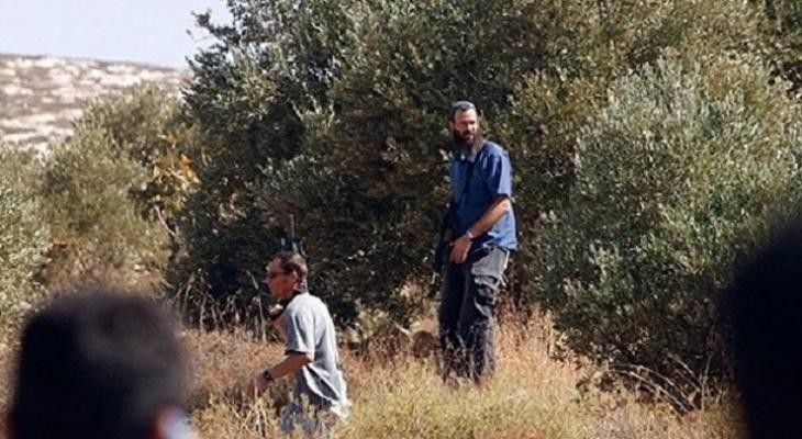 مستوطنون يسرقون ثمار الزيتون من أراضي حي وادي الجوز في القدس