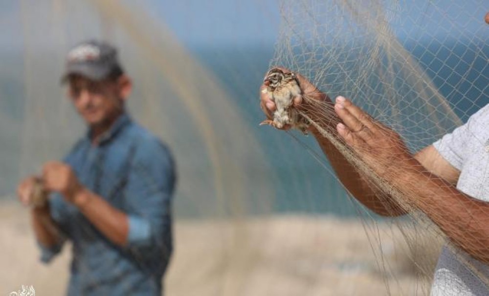 غزة:سلطة البيئة تحظر صيد 