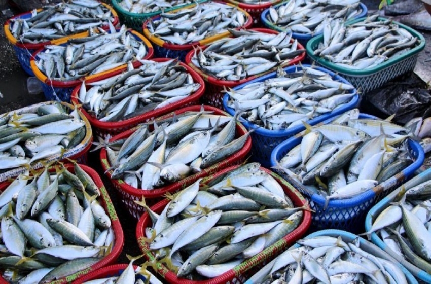 إسرائيل توقف تصدير الأسماك للضفة