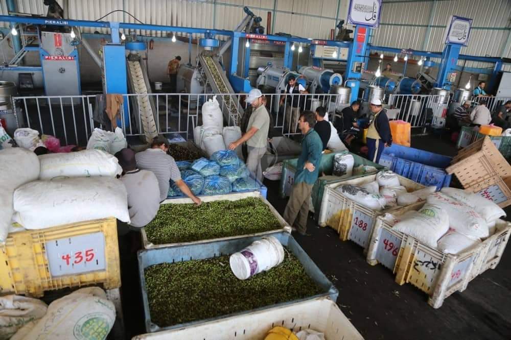 زراعة غزة تدعو إلى الالتزام بموعد قطف الزيتون حفاظاً على الجودة والكمية