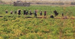 أبقار المستوطنين ترعى المحاصيل البعلية للفلسطينيين في الأغوار الشمالية