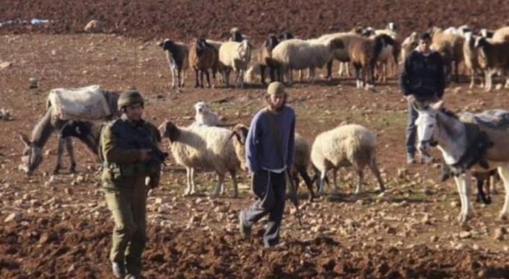 أبقار المستوطنين تخرب محاصيل المواطنين الحقلية في الأغوار الشمالية