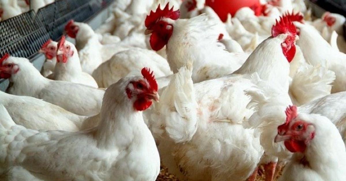 الاقتصاد الفلسطيني: كيلوغرام الدجاج بـ15شيقلا وقائمة سعر استرشادي للسلع الأساسية الأسبوع الجاري  