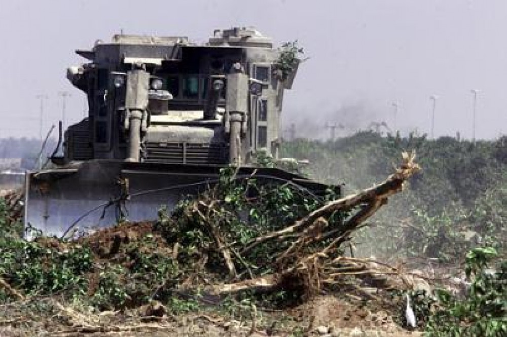 الإحتلال الإسرائيلي يقتلع أكثر من 200 شجرة زيتون بسلفيت