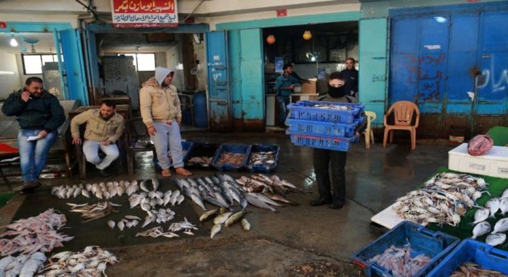 بكر يوضح أسباب انخفاض أسعار الأسماك بغزة
