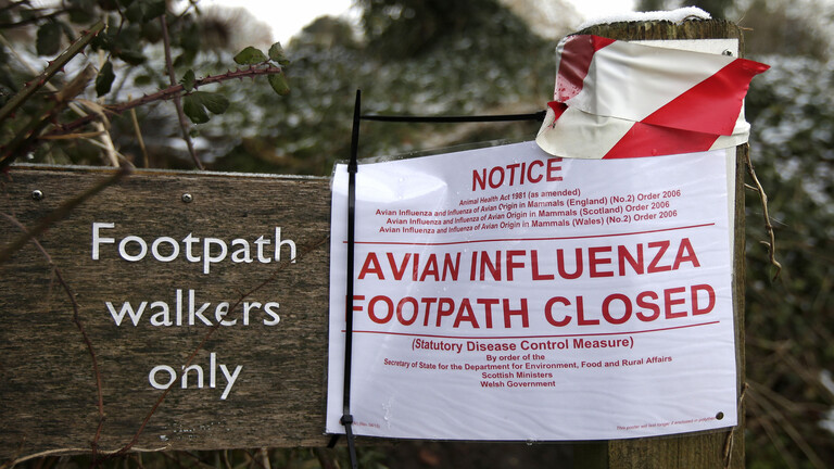 بريطانيا تكتشف بؤرة جديدة لإنفلونزا الطيور في أراضيها