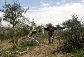 لليوم الثاني: الاحتلال يمنع المزارعين من قطف الزيتون جنوب نابلس