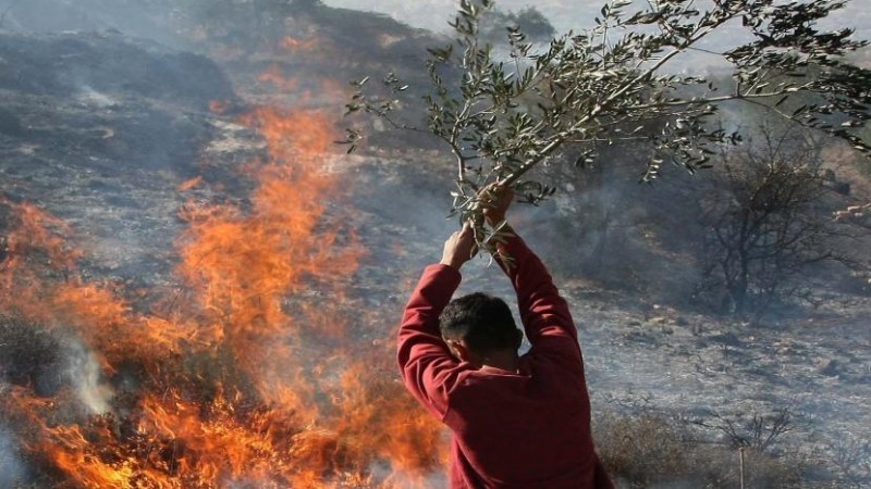 مستوطنون يحرقون 50 شجرة زيتون وينصبون منزلين متنقلين في الشيوخ شمال الخليل
