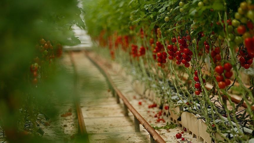 صادرات تركيا من صلصة الطماطم تتجاوز 200 مليون دولار