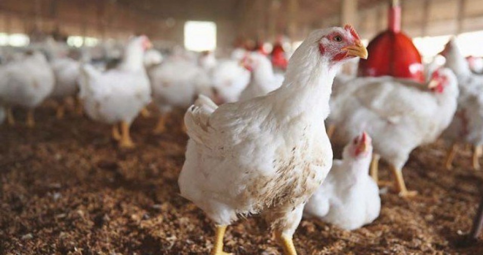 طالع.... أسعار الدجاج والخضروات في أسواق قطاع غزة 