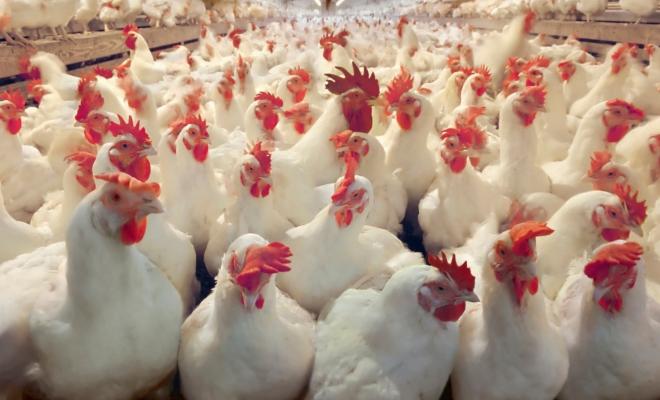 أسعار الدجاج والخضروات في أسواق قطاع غزة اليوم الجمعة 