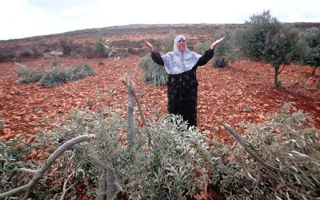 مستوطنون يقطعون 50 شجرة زيتون شرق يطا