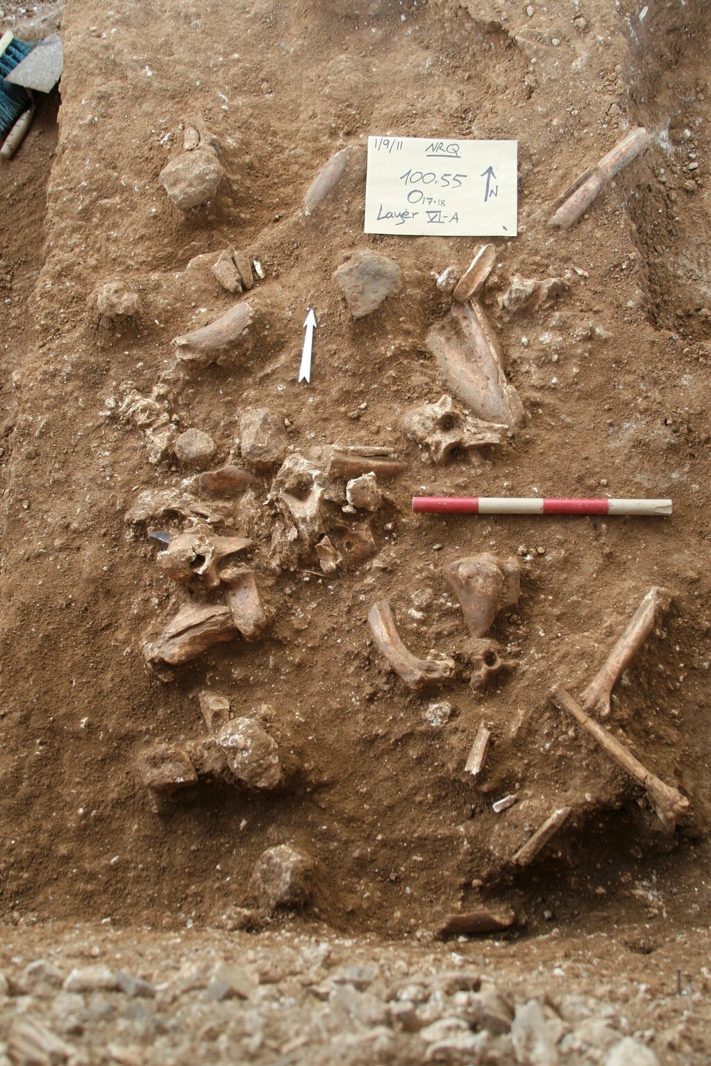 صور- باحثون يعثرون على بقايا انسان بمدينة الرملة عمره أكثر 130 ألف عام