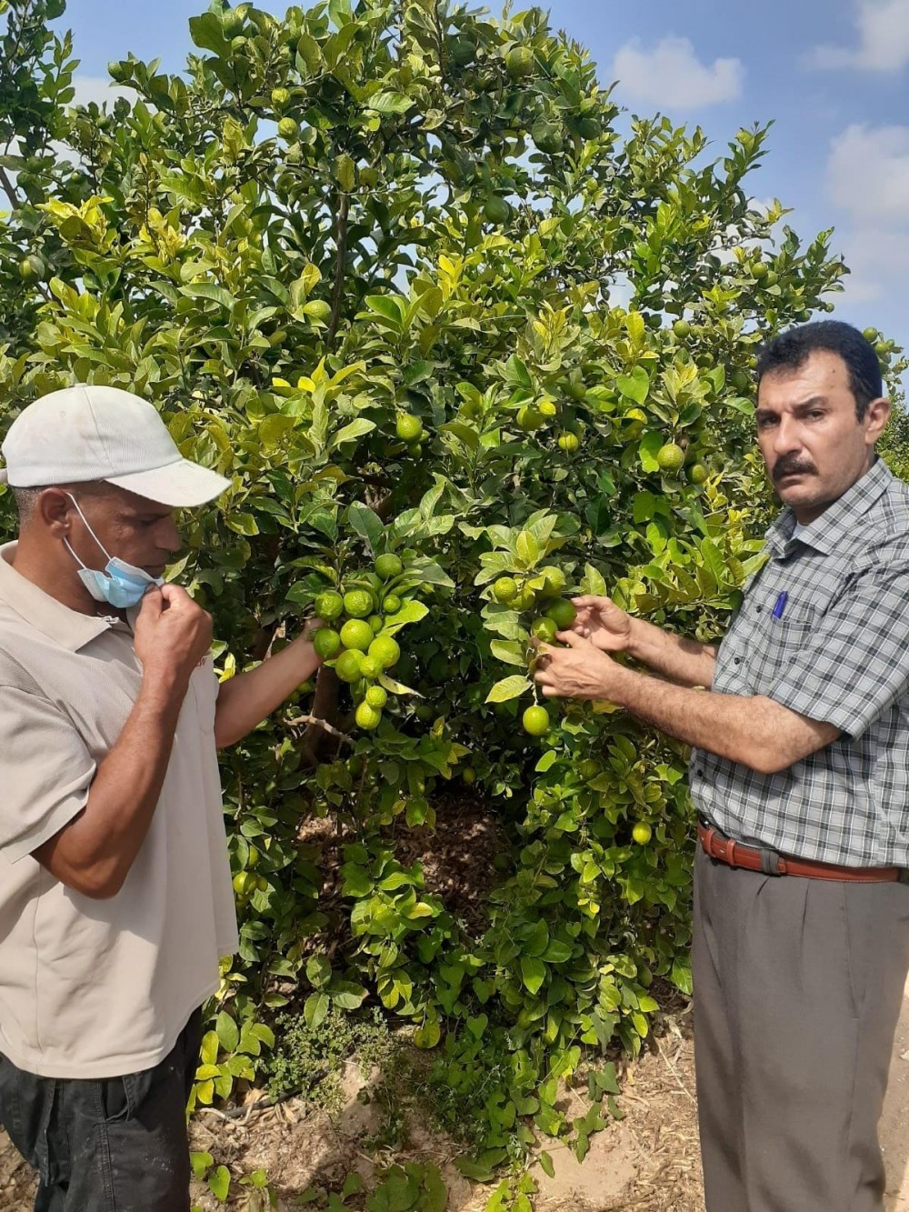 زراعة الشمال تقدر إنتاجية الليمون في المحافظة