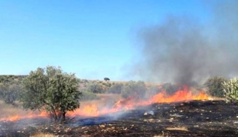 نابلس.. مستوطنون يضرمون النار بعشرات اشجار الزيتون في أراضي بورين