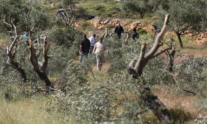 نابلس: مستوطنون يسرقون ثمار زيتون من أراضي بورين