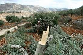 الخليل- الاحتلال يقتلع عشرات أشجار اللوزيات ويجرف أراضي في بيت أمر 